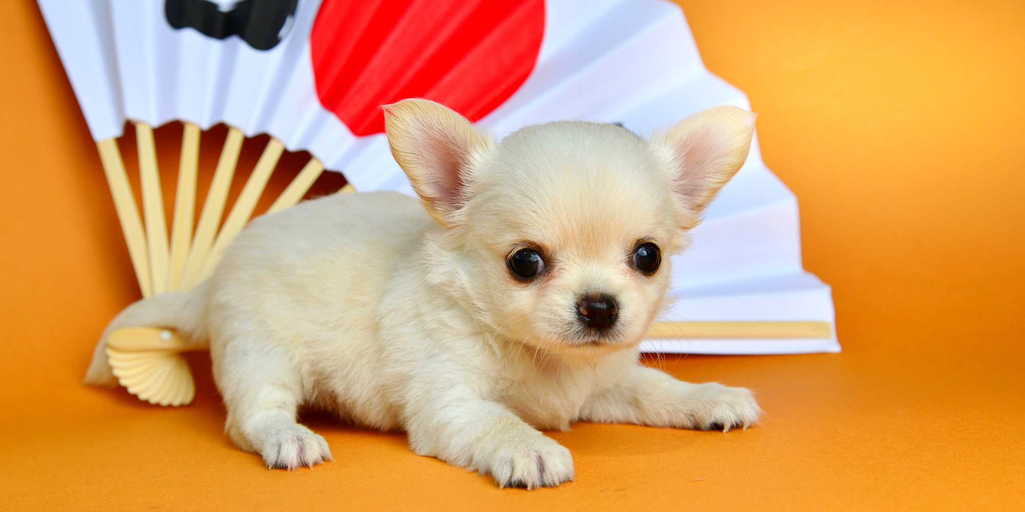 熊本第一犬舎