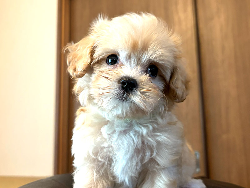 ミックス犬