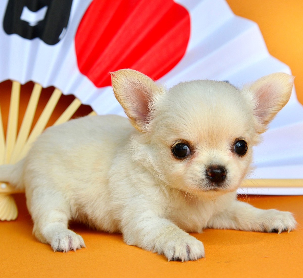 熊本第一犬舎