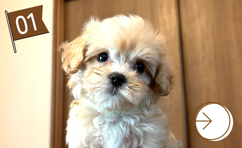 ミックス犬